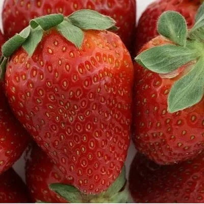 Клубника ФЛАМИНИЯ  Клубника ФЛАМИНИЯ в Москве