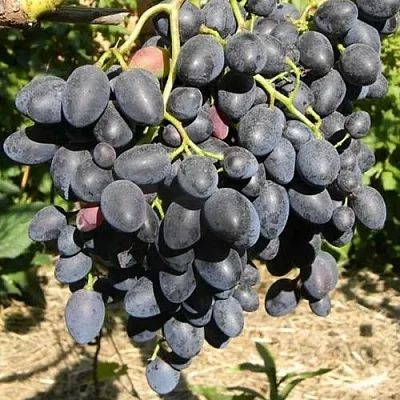 Виноград НАДЕЖДА АЗОС  Виноград НАДЕЖДА АЗОС в Москве