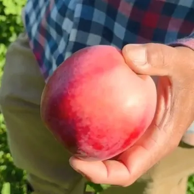 Яблоня АЗЕРБАЙДЖАНЕЦ декоративная — описание сорта Яблоня АЗЕРБАЙДЖАНЕЦ декоративная в Москве