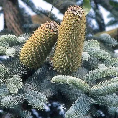 Пихта благородная в Москве