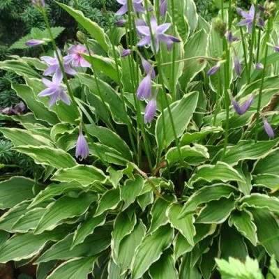 Хоста СТИЛЕТТО гибридная — описание сорта Хоста СТИЛЕТТО гибридная в Москве