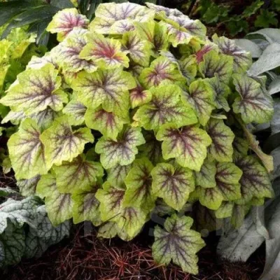 Гейхера ФАЕР ФРОСТ — описание сорта Гейхера ФАЕР ФРОСТ в Москве