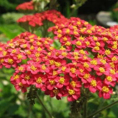 Тысячелистник ПАПРИКА обыкновенный в Москве