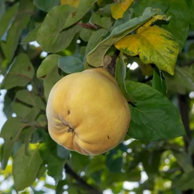 Айва ВРАНЬЯ — описание сорта Айва ВРАНЬЯ в Москве