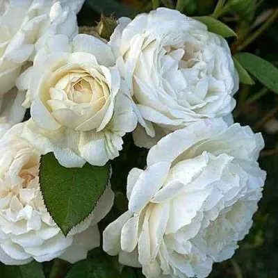 Саженцы роз ВИНЧЕСТЕР КАФЕДРАЛ английская в Москве