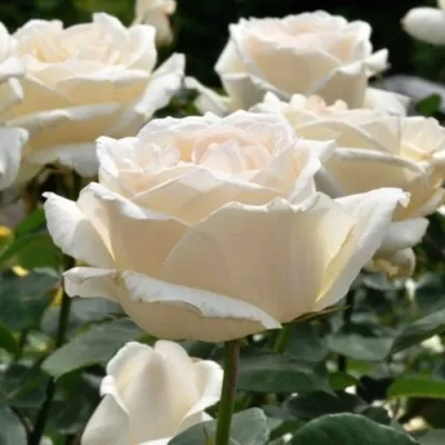 Саженцы роз БОИНГ чайно-гибридная — описание сорта Саженцы роз БОИНГ чайно-гибридная в Москве