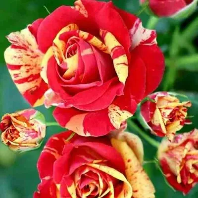 Саженцы роз ФАЙЕР ФЛЕШ спрей — описание сорта Саженцы роз ФАЙЕР ФЛЕШ спрей в Москве