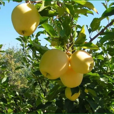 Яблоня ГОЛДЕН МИЛЛЕНИУМ — описание сорта Яблоня ГОЛДЕН МИЛЛЕНИУМ в Москве