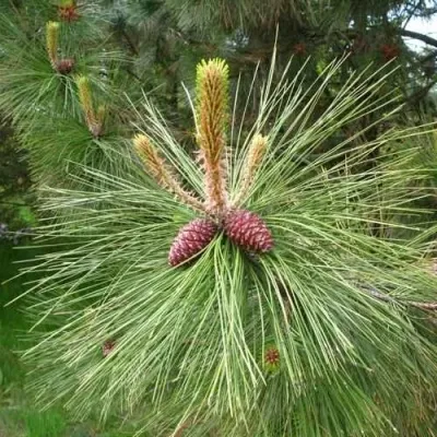 Сосна желтая  — описание сорта Сосна желтая  в Москве