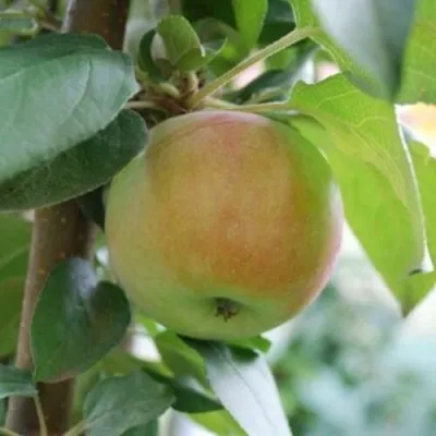 Яблоня ПОДСНЕЖНИК стелющаяся — описание сорта Яблоня ПОДСНЕЖНИК стелющаяся в Москве