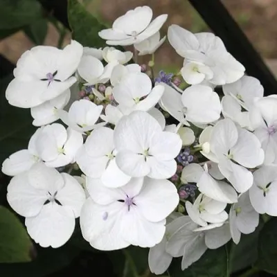 Гортензия ЛИБЕЛЛЕ крупнолистная — описание сорта Гортензия ЛИБЕЛЛЕ крупнолистная в Москве