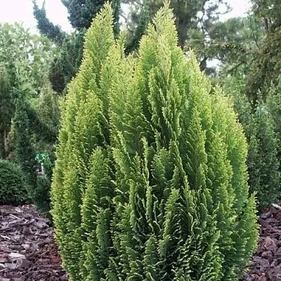 Кипарисовик ЭЛВУДИ ЭМПАЙР лавсана  Кипарисовик ЭЛВУДИ ЭМПАЙР лавсана в Москве