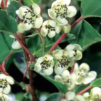 Актинидия ВЕЙКИ МЭЛ (МУЖСКАЯ) аргута — описание сорта Актинидия ВЕЙКИ МЭЛ (МУЖСКАЯ) аргута в Москве