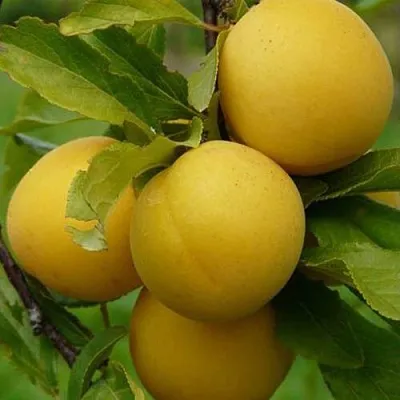 Слива СОЛНЫШКО  Слива СОЛНЫШКО в Москве