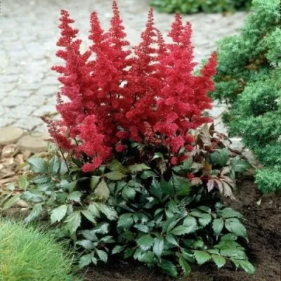 Астильба МОНТГОМЕРИ японская — описание сорта Астильба МОНТГОМЕРИ японская в Москве