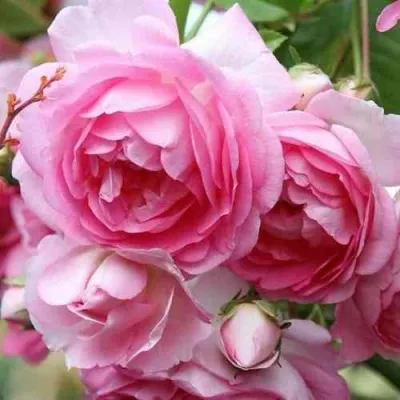 Саженцы роз ЖАСМИНА плетистая в Москве