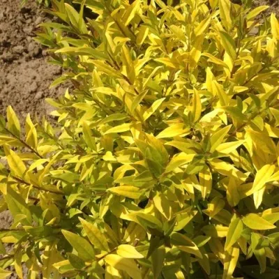 Бирючина АУРЕА обыкновенная — описание сорта Бирючина АУРЕА обыкновенная в Москве