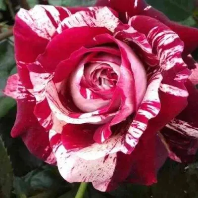 Саженцы роз ХУЛИО ИГЛЕСИАС чайно-гибридная — описание сорта Саженцы роз ХУЛИО ИГЛЕСИАС чайно-гибридная в Москве