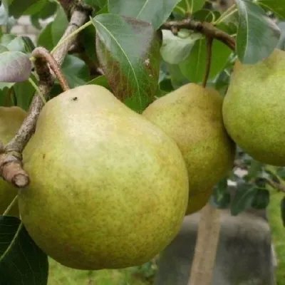 Груша ПЛАТОНОВСКАЯ — описание сорта Груша ПЛАТОНОВСКАЯ в Москве