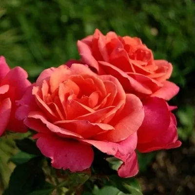 Саженцы роз АПАЧИ чайно-гибридная — описание сорта Саженцы роз АПАЧИ чайно-гибридная в Москве