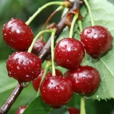 Вишня КОНФИТЮР в Москве