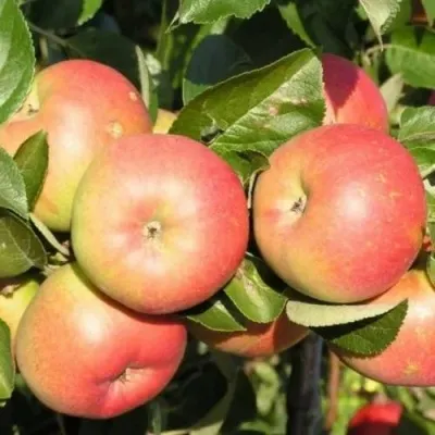 Яблоня РЕДКРАФТ — описание сорта Яблоня РЕДКРАФТ в Москве