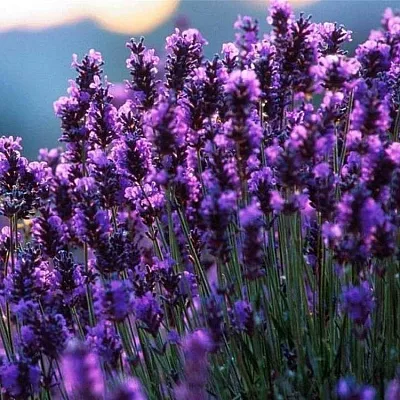 Лаванда  Лаванда в Москве