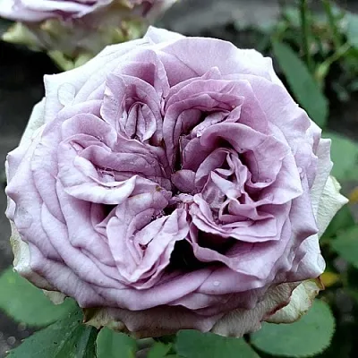 Саженцы роз ДОЛЬЧЕТТО чайно-гибридная  Саженцы роз ДОЛЬЧЕТТО чайно-гибридная в Москве