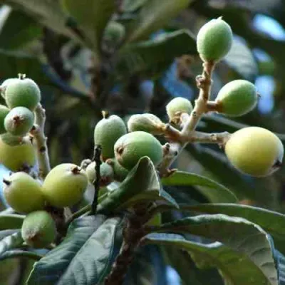 МУШМУЛА  — описание сорта МУШМУЛА  в Москве