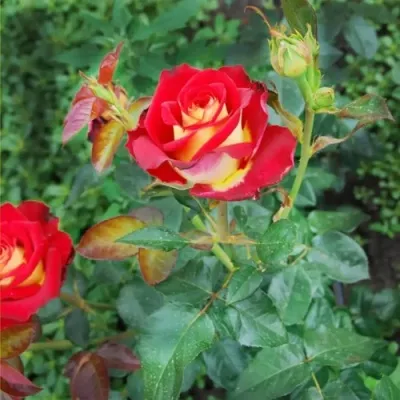 Саженцы роз ФРЕНДШИП чайно-гибридная в Москве