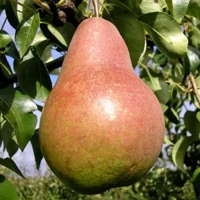 Груша КИРГИЗСКАЯ ЗИМНЯЯ — описание сорта Груша КИРГИЗСКАЯ ЗИМНЯЯ в Москве