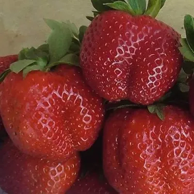 Клубника ДЕСТЕНИ — описание сорта Клубника ДЕСТЕНИ в Москве