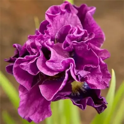 Ирис БАНДЛ ОВ ДЖОЙ сибирский — описание сорта Ирис БАНДЛ ОВ ДЖОЙ сибирский в Москве