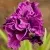 Ирис БАНДЛ ОВ ДЖОЙ сибирский — описание сорта Ирис БАНДЛ ОВ ДЖОЙ сибирский в Москве