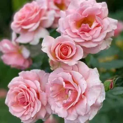 Саженцы роз ПОЭЗИЯ флорибунда — описание сорта Саженцы роз ПОЭЗИЯ флорибунда в Москве