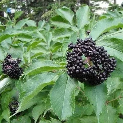 Бузина черная КЛАДЗЕЗЬ  Бузина черная КЛАДЗЕЗЬ в Москве