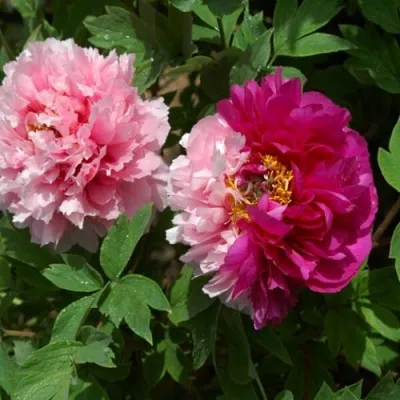 Пион ДВЕ СЕСТРЫ древовидный в Москве