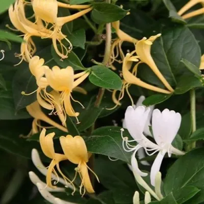 Жимолость ХАЛЛИАНА японская (Хелиана) в Москве