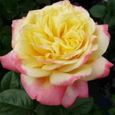 Саженцы роз КОРДЕС ДЖУБИЛИ чайно-гибридная — описание сорта Саженцы роз КОРДЕС ДЖУБИЛИ чайно-гибридная в Москве