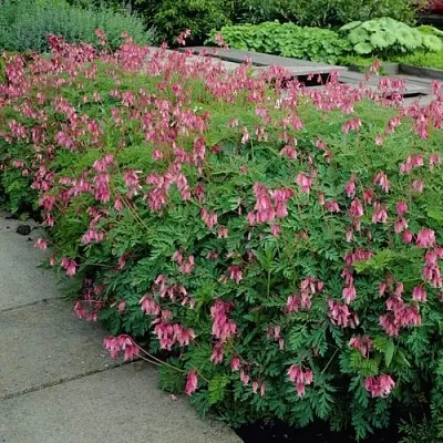 Дицентра изящная  Дицентра изящная в Москве