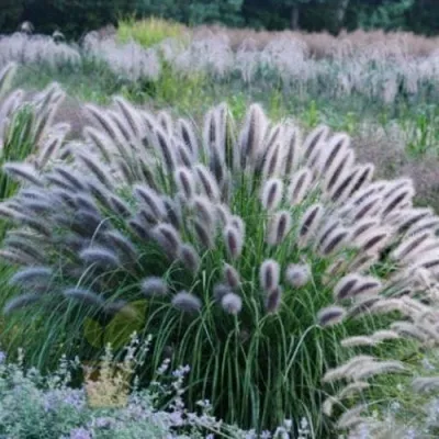 Пеннисетум БЛЭК БЬЮТИ — описание сорта Пеннисетум БЛЭК БЬЮТИ в Москве
