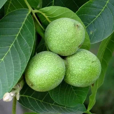 Грецкий орех ЮРИЙ ГАГАРИН  Грецкий орех ЮРИЙ ГАГАРИН в Москве