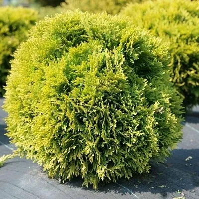 Туя ДАВИД западная  Туя ДАВИД западная в Москве