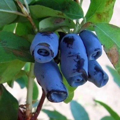 Жимолость съедобная ГОЛУБОЙ ДЕСЕРТ — описание сорта Жимолость съедобная ГОЛУБОЙ ДЕСЕРТ в Москве