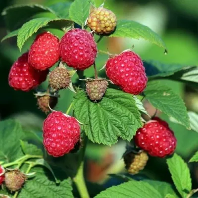 Малиновое дерево СКАЗКА в Москве