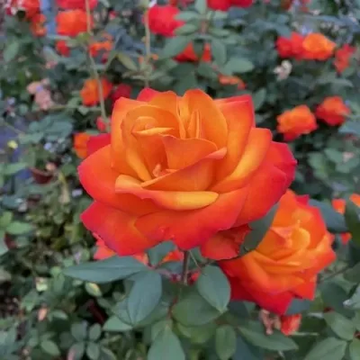 Саженцы роз ТЕМПИ МОДЕРНИ чайно-гибридная в Москве