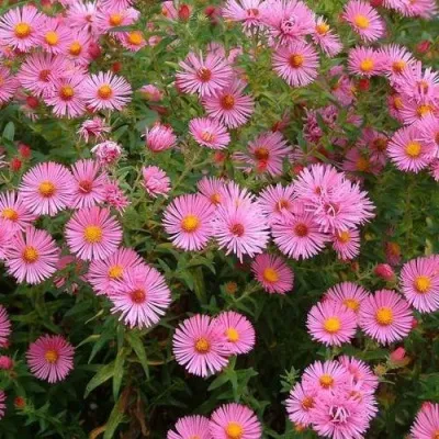 Астра РУДЕЛЬСБУРГ новоанглийская — описание сорта Астра РУДЕЛЬСБУРГ новоанглийская в Москве