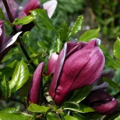 Магнолия НИГРА в Москве