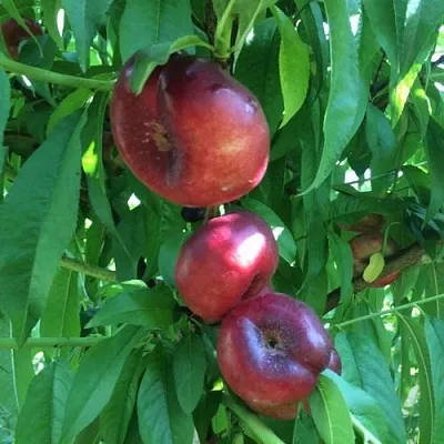 Нектарин ДОНАТ ИНЖИРНЫЙ  Нектарин ДОНАТ ИНЖИРНЫЙ в Москве