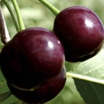 Дюк КСЕНИЯ (ЧЕРЕВИШНЯ) — описание сорта Дюк КСЕНИЯ (ЧЕРЕВИШНЯ) в Москве